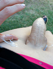 shemale cock